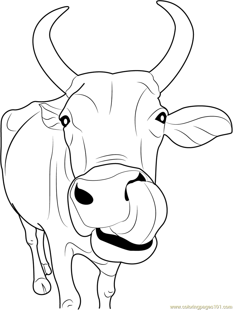 Cow Coloring Pages - Printable Coloring Pages of Cows