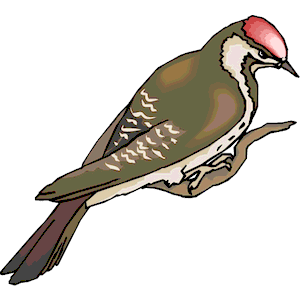 Woodpecker clipart, cliparts of Woodpecker free download (wmf, eps ...