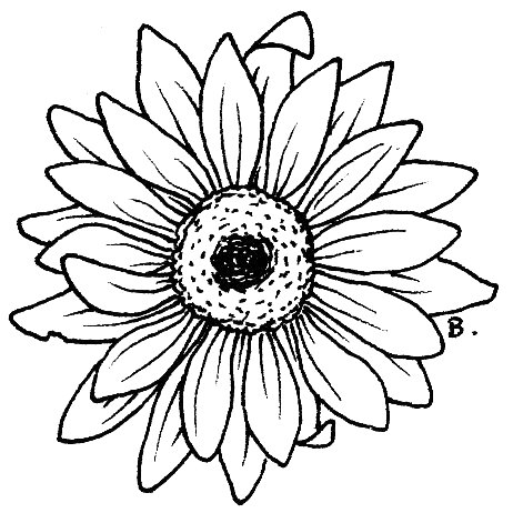 Sunflower Clipart Drawing