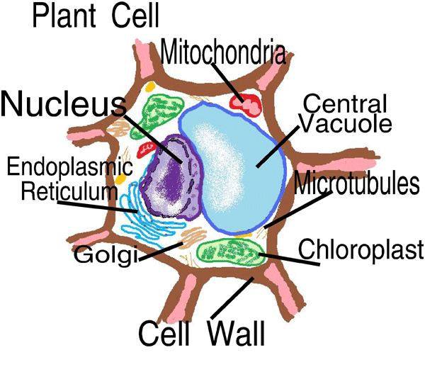 Diagram Of A Cell For Kids : 5 Plant Cell Activities For Kids ...