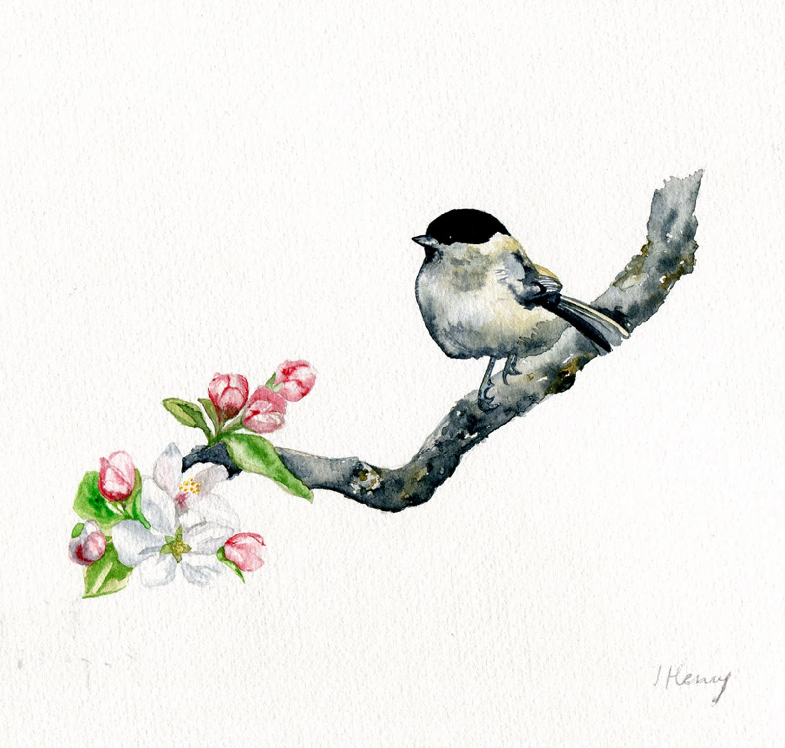 1000+ images about Chickadee | Snow, Birds and Bird ...