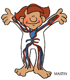 The human body clipart