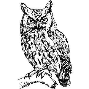 Royalty free owl clipart