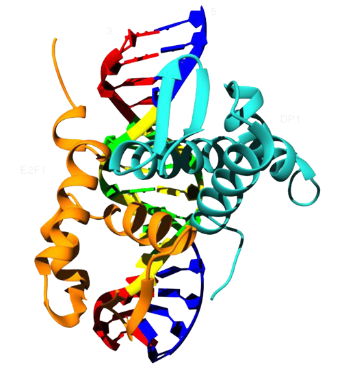 Animal Cell Biology Clipart - Clipartster