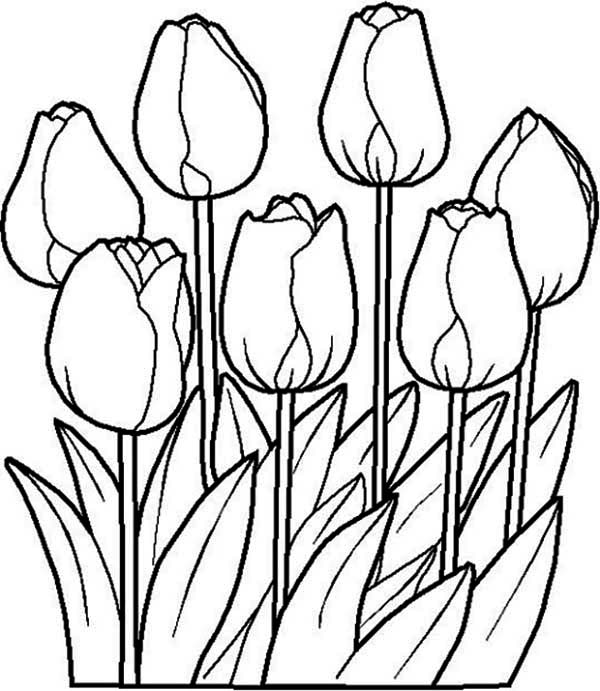 Download Tulips Coloring Pages | GuthrieMedia