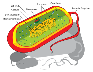 Prokaryotic Bacterial Cell Diagram - Juanribon.com