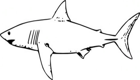 Free Shark Clip Art