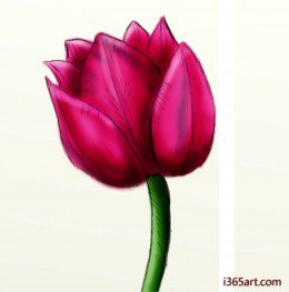 How to draw a beautiful tulip