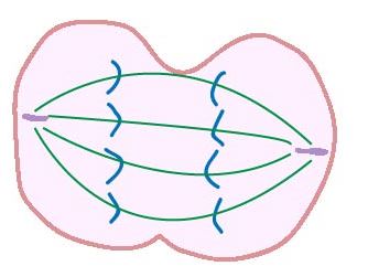 Mitosis Diagram