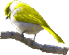 chickadee-clipart2.gif