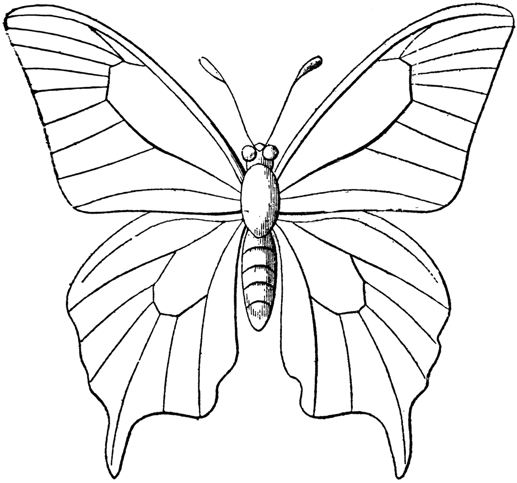 Coloring to print : Animals - Insects - Butterfly number 31399