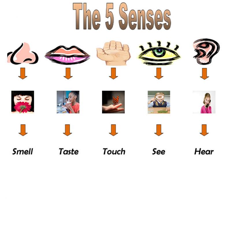 5 Senses Clip Art ClipArt Best