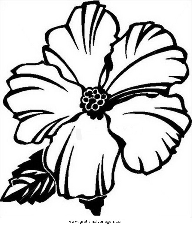 Hibiscus Flower Drawings