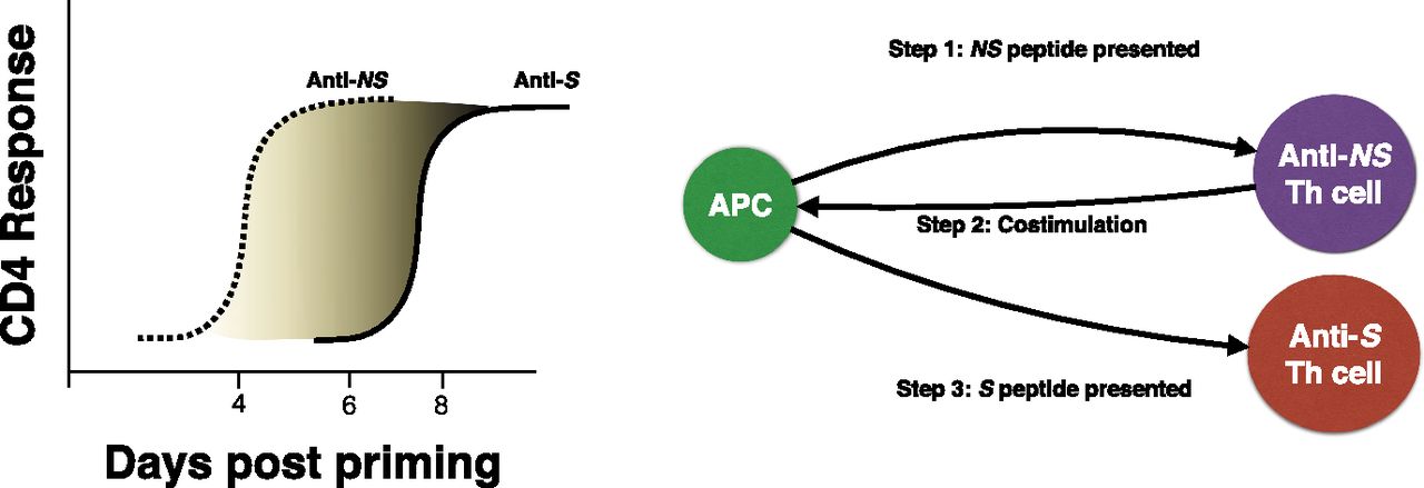 Tapping CD4 T Cells for Cancer Immunotherapy: The Choice of ...