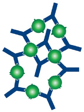 Affinity and Avidity of Antibodies | Bio-Rad