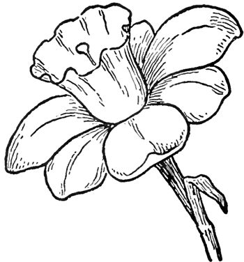 How to draw a daffodil | Draw -Flowers
