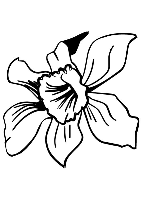 Narcissus Flower Drawing - ClipArt Best