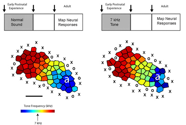 Sensation and Perception: Auditory Pathways & Plasticity in Mammals