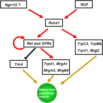 A Hierarchical NGF Signaling Cascade Controls Ret-Dependent and ...