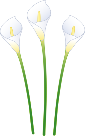 Cala lily flowers clipart