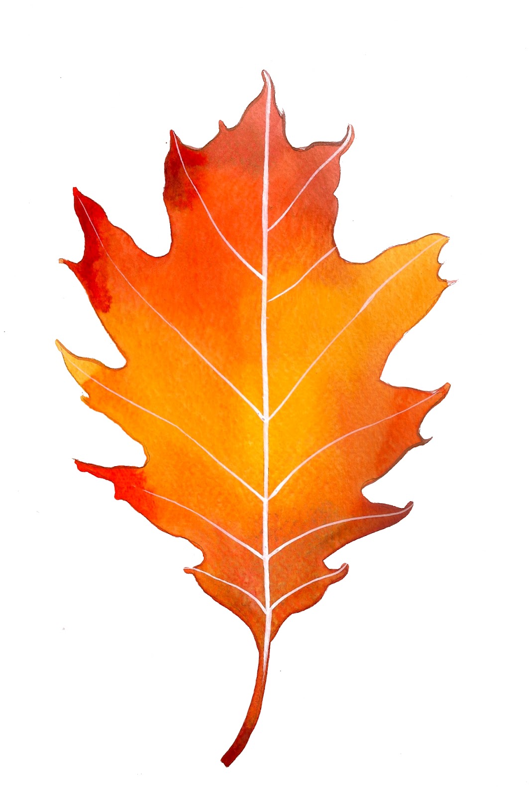 Oak Leaf Picture - ClipArt Best