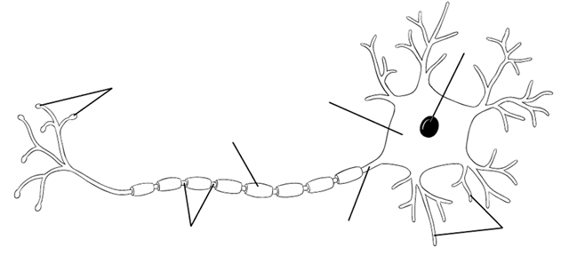 Chapter 12 OPTION: Neurobiology and behaviour - StudyBlue