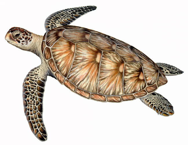 Marine Turtles: Species Diversity