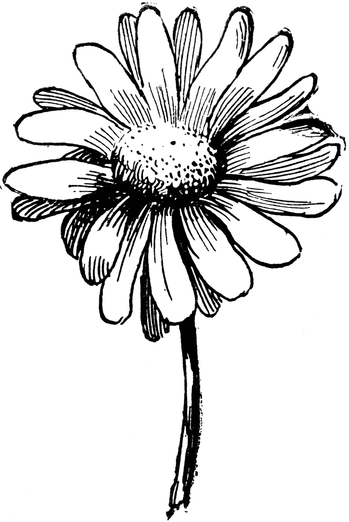 Gerber Daisy Drawing | Free Download Clip Art | Free Clip Art | on ...