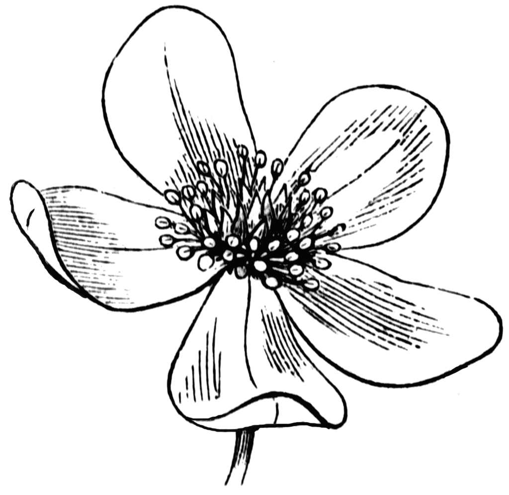 Line Drawing Of A Flowers - ClipArt Best