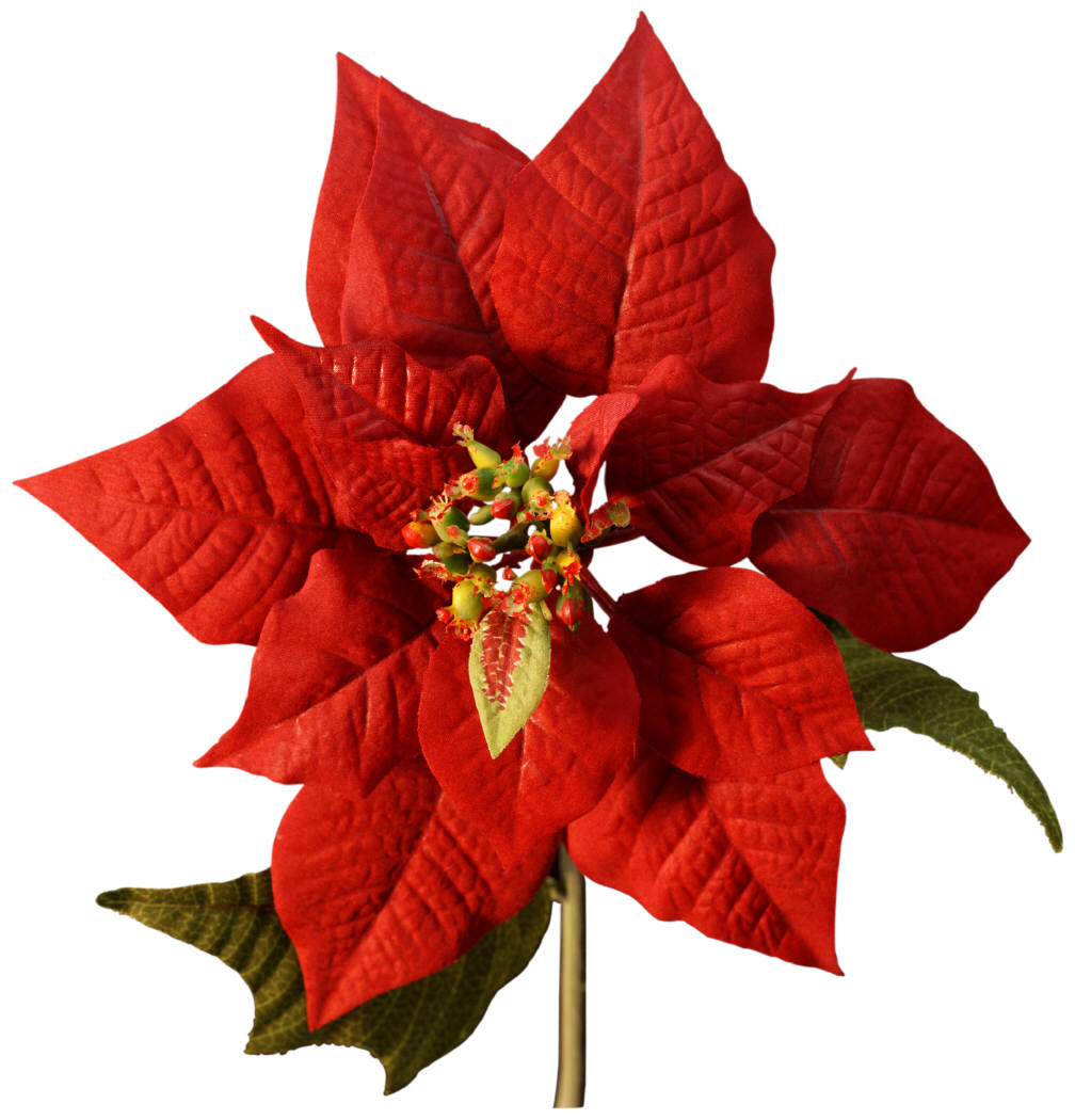 Poinsettia Graphic - ClipArt Best