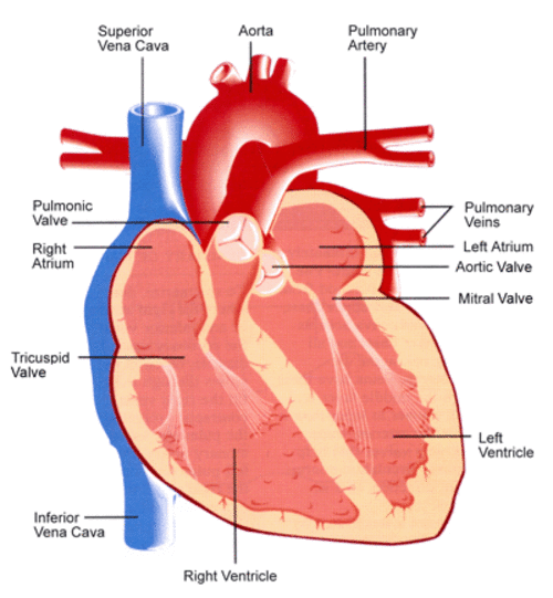 Animal Heart Diagram Labeled - ClipArt Best