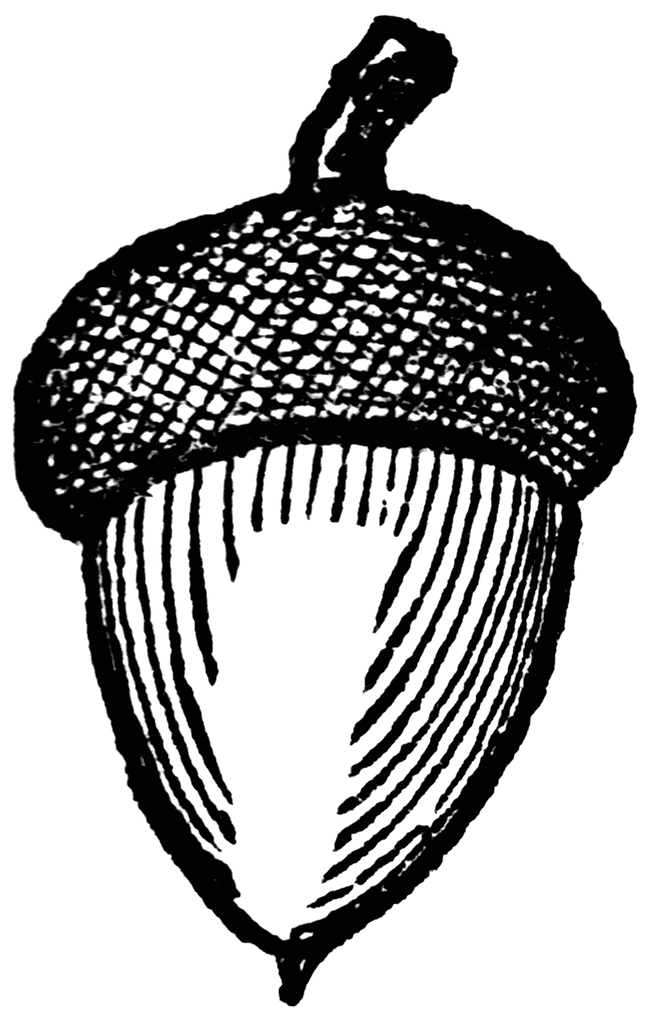 Acorn Clipart