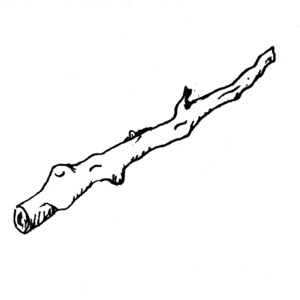 Stick From Tree Clipart