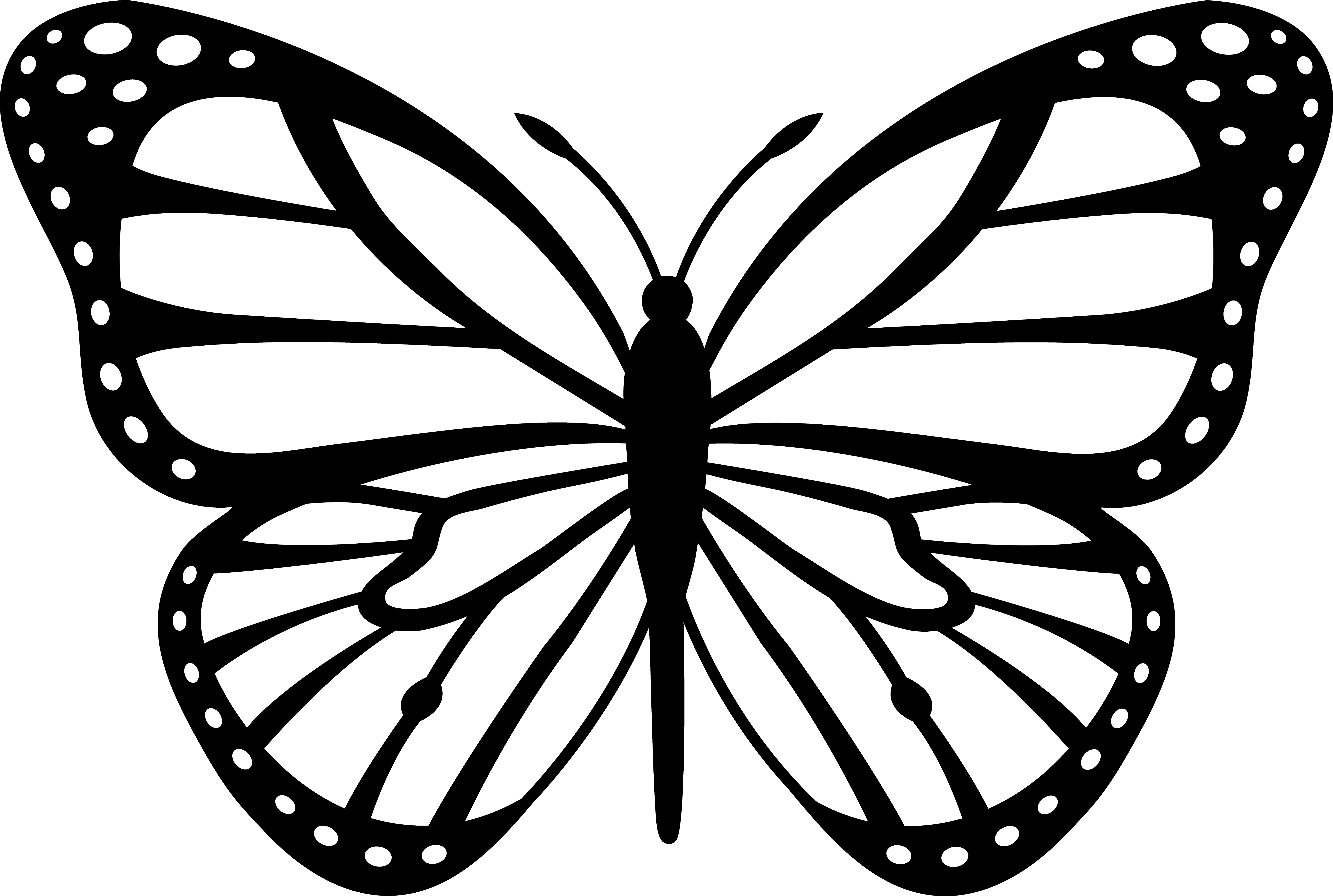 Black Line Drawing Butterfly | Line Drawing