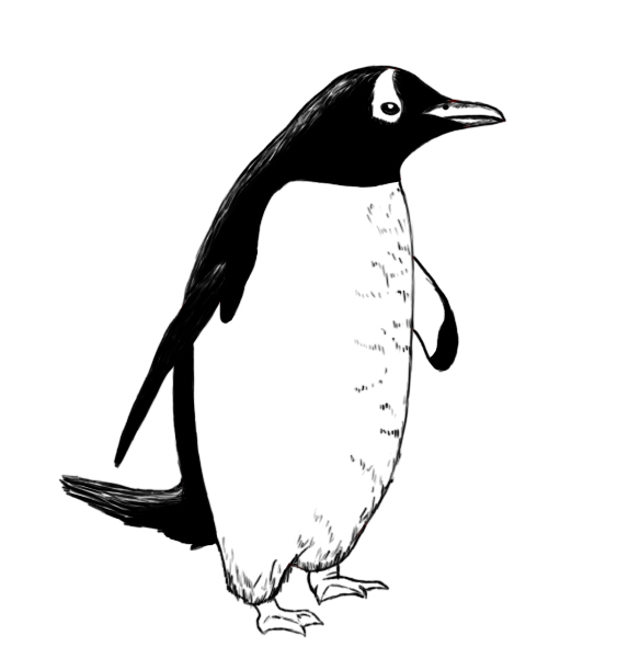 How To Draw A Penguin - Draw Central