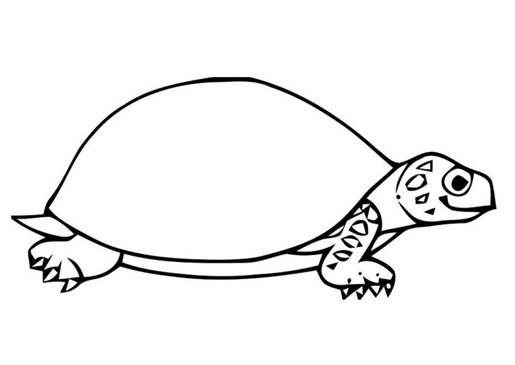 Coloring page tortoise - img 19636.