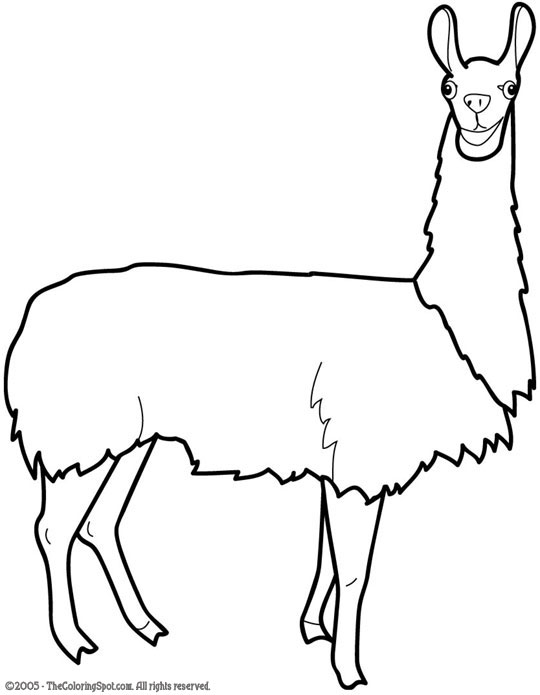 Lama Drawing 24464 | UPSTORE