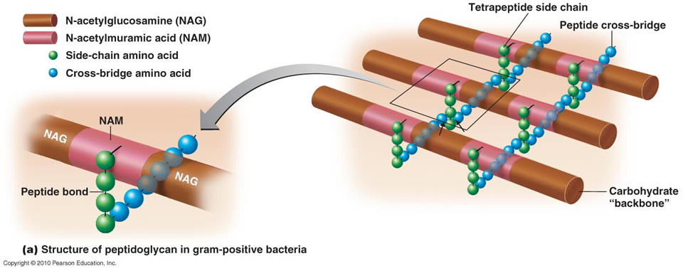 The Cell Wall