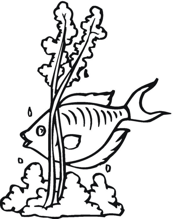 Seaweed and Fish Coloring Pages