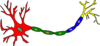 neuron-colored-th.png