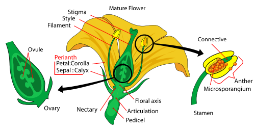 Biology Plant Reproduction - Shmoop Biology