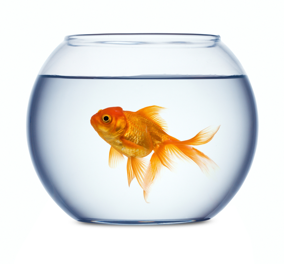 Fish Bowl | Free Download Clip Art | Free Clip Art | on Clipart ...