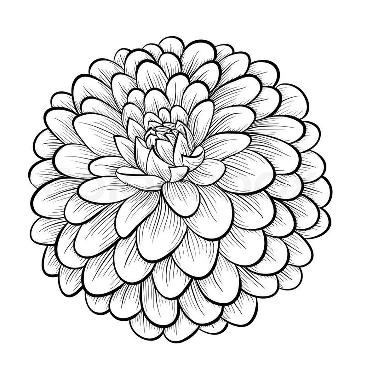 1000+ images about Flower line drawings | How to draw - ClipArt