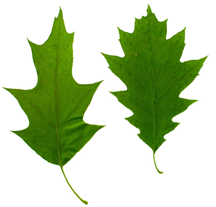 Red Oak Leaves | THE TREE DOCTOR (aka The Plant Doctor)