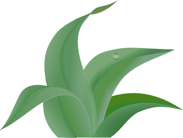 Jungle Leaves Drawing - ClipArt Best