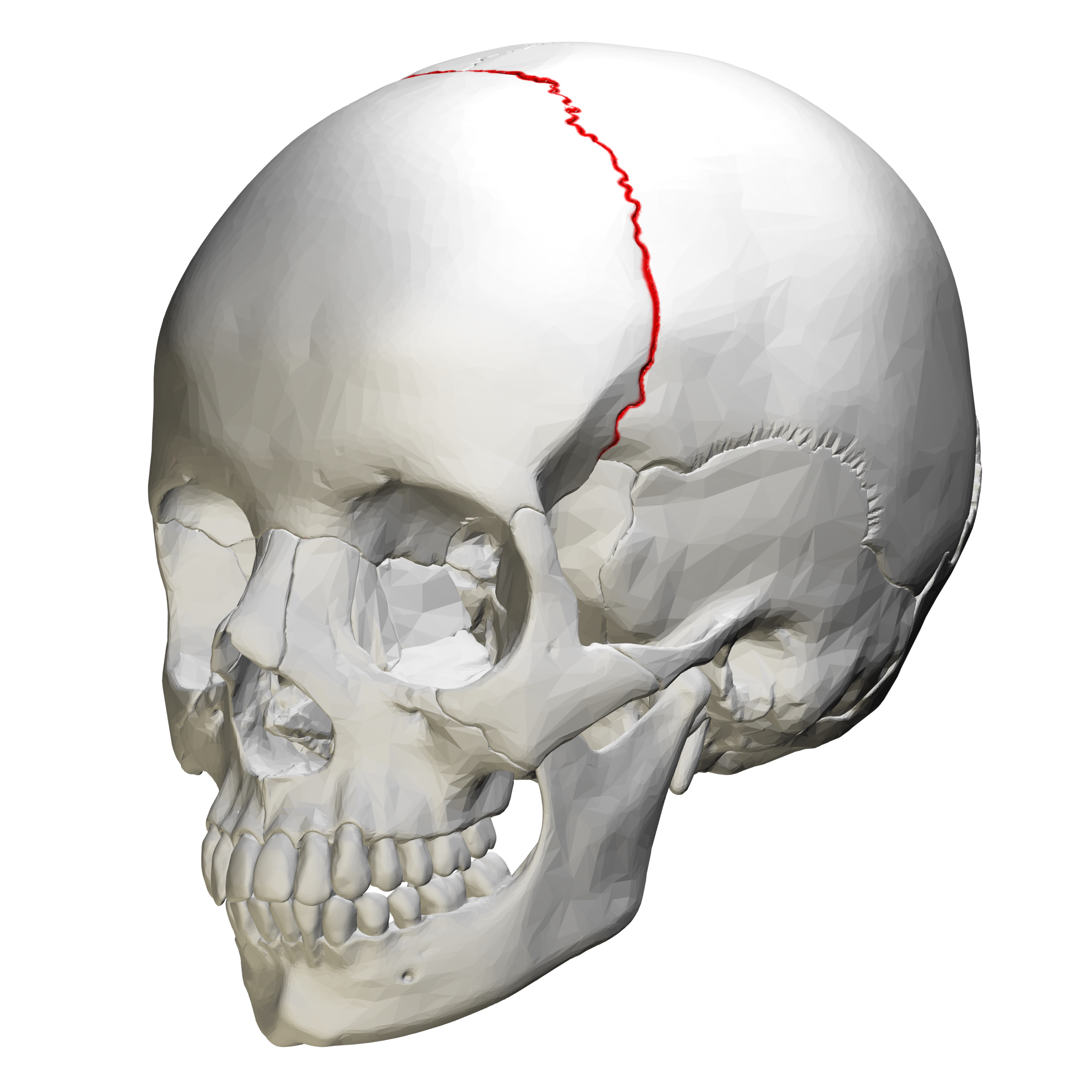 Skeletal System Flashcards - Anatomy Cp with Mrs. Isengard at ...