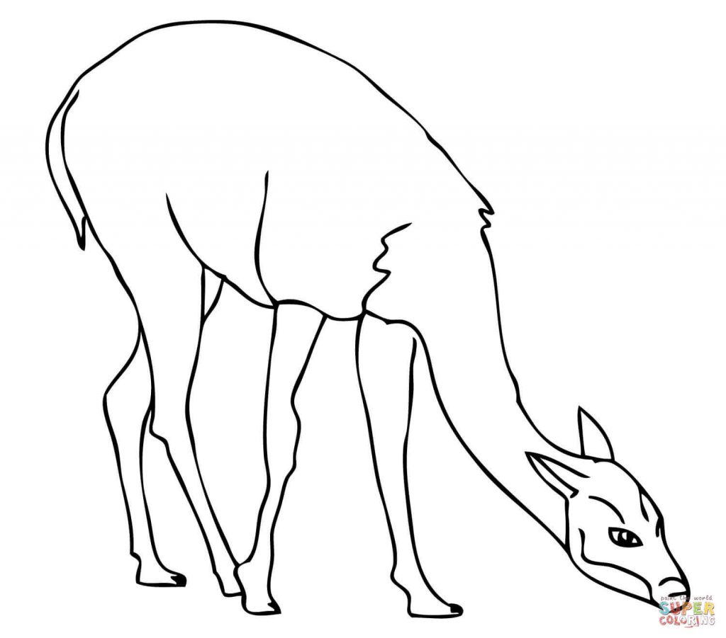 Grass Fed Guanaco On Pasture Download For Coloring Page - Animal ...