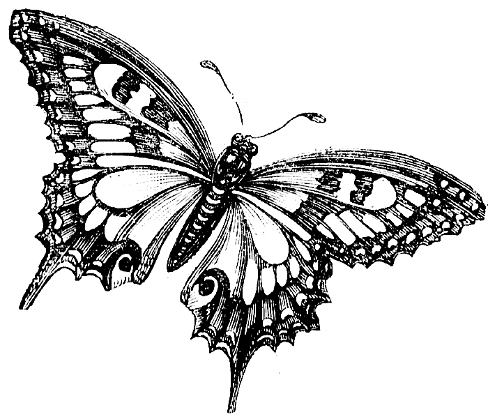 Line Drawing Butterfly - ClipArt Best