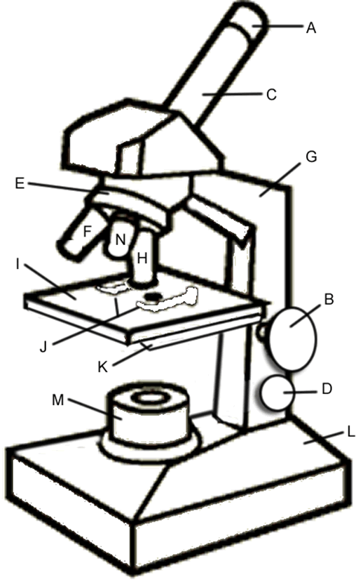 Labeled Compound Microscope - ClipArt Best