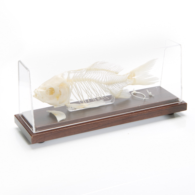 Fish Skeleton